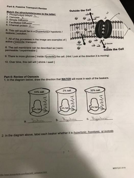 Solved Outside the Cell DIX Part 4: Passive Transport Review ...