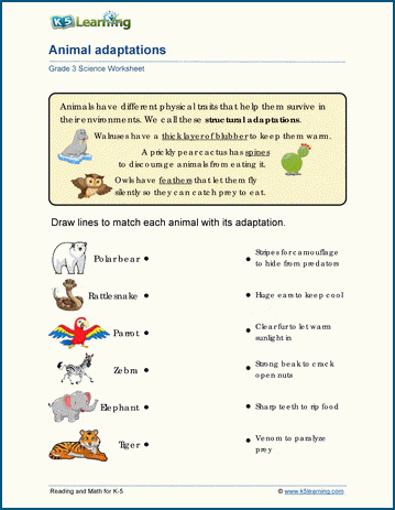 Animal Adaptations Worksheets | Worsheets library