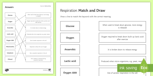 aerobic respiration worksheet
