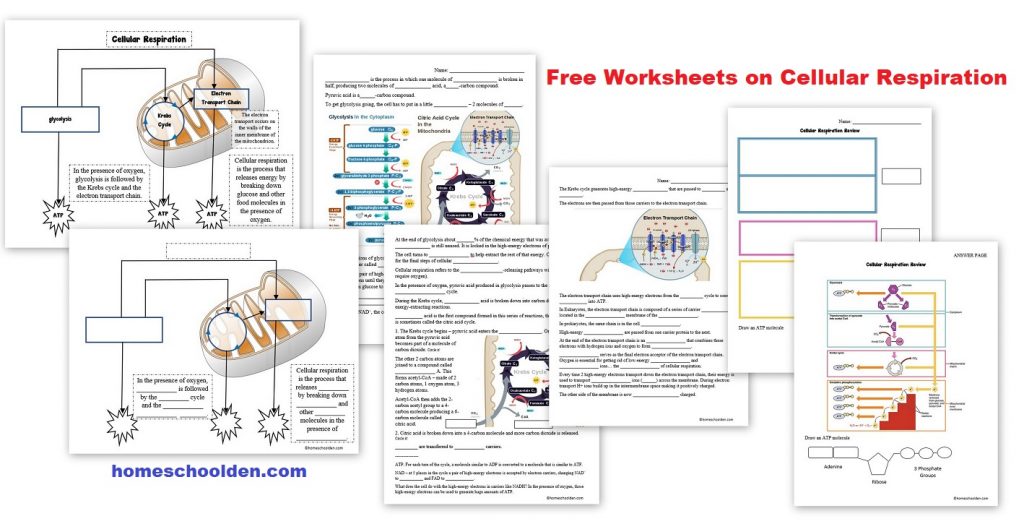 Free Cellular Respiration Worksheets - Homeschool Den
