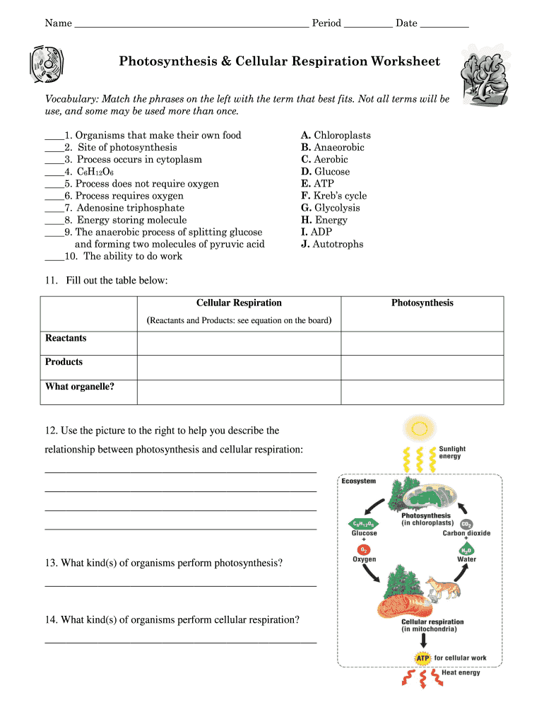 Photosynthesis and cellular respiration worksheet: Fill out &  sign ...