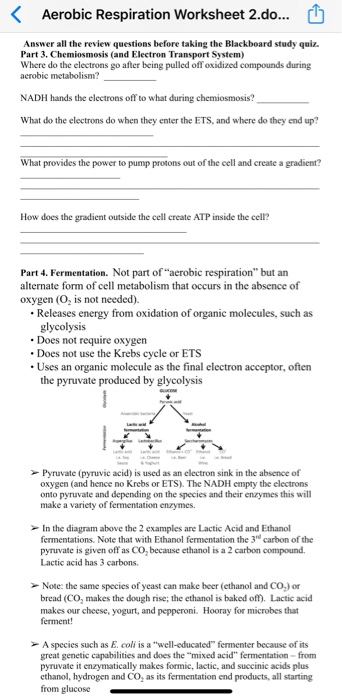 aerobic respiration worksheet