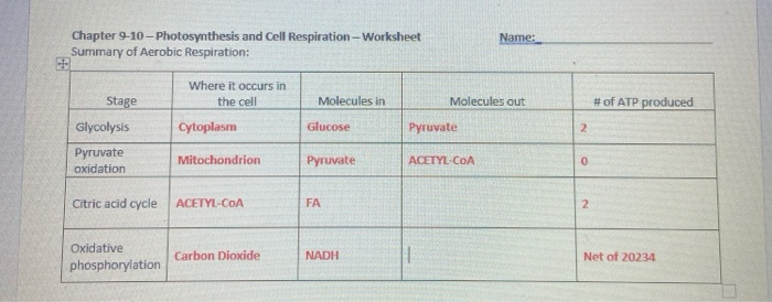 aerobic respiration worksheet