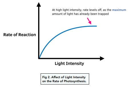 ᐉ What Is Photosynthesis: Limiting Factors, Equation, Diagram