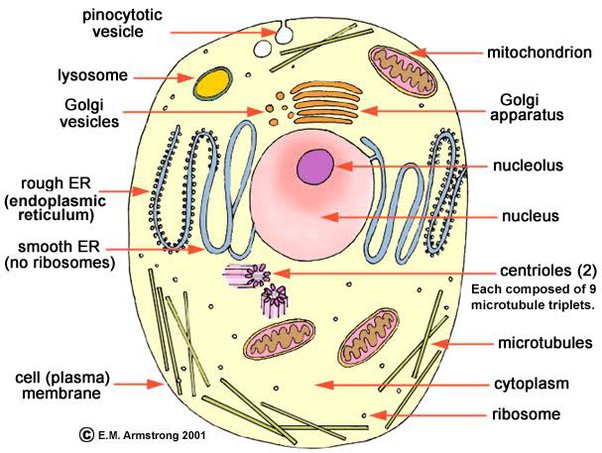 all parts of an animal cell