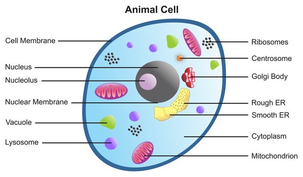 all parts of an animal cell