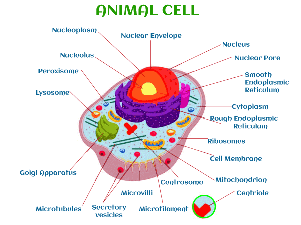 all parts of an animal cell