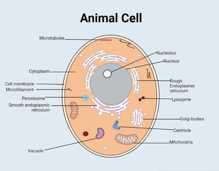 Animal Cell: Structural Components and Types • Microbe Online