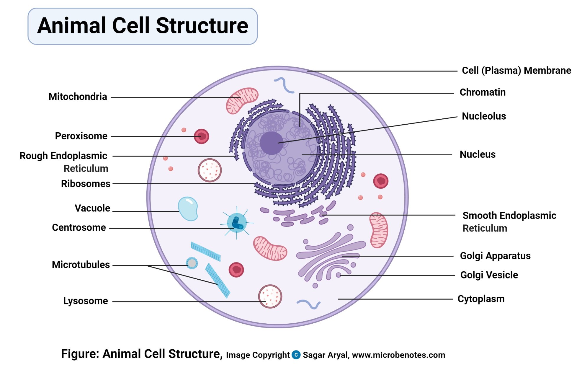 all parts of an animal cell