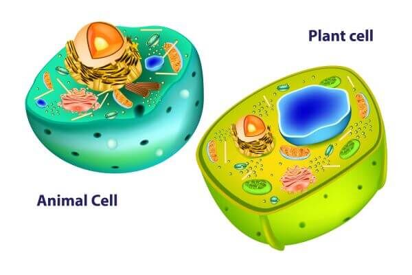 all parts of an animal cell