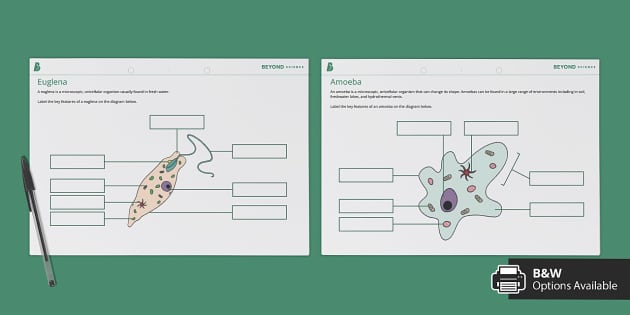Unicellular Organisms Labelling Sheets | Biology | Beyond