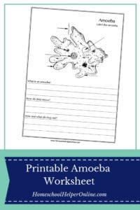 Amoeba Worksheet - Homeschool Helper Online