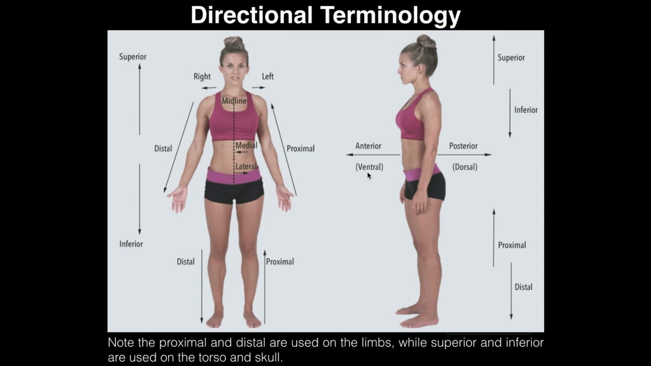 A& P I Lab | Exercise 1: Anatomical Position, Directional Terms, &  Body  Planes