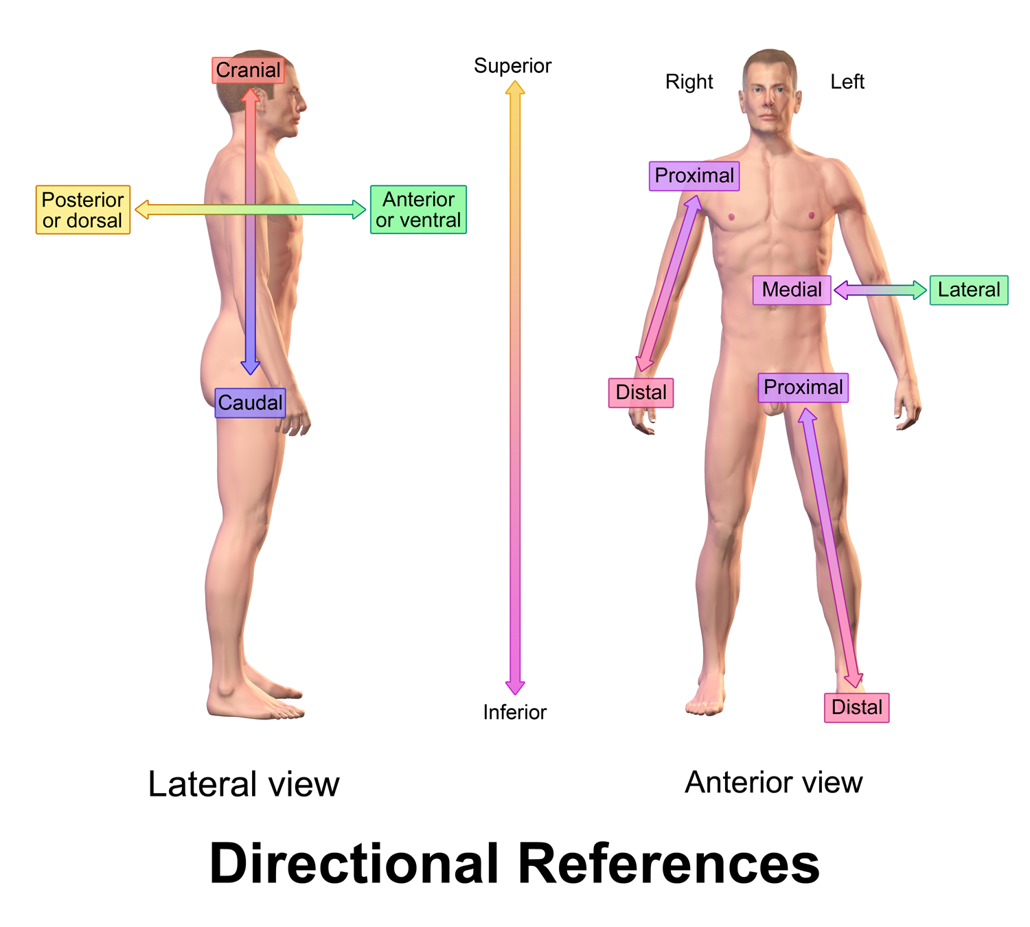 1.3: Directional Terms - Biology LibreTexts