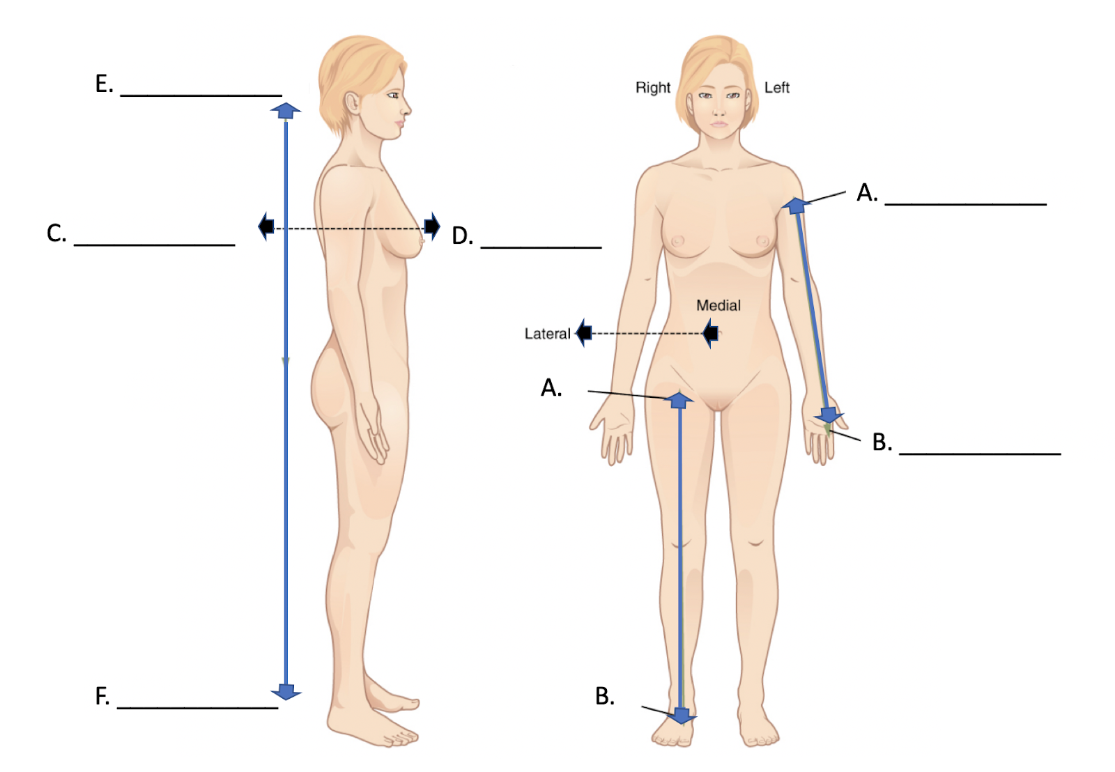 17.1: Appendix A- Osteology - Directional Terms - Social Sci ...