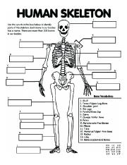 anatomy and physiology printable worksheet