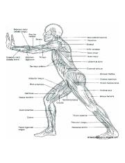 printable-anatomy-and-physiology-worksheets.jpg - | Course Hero