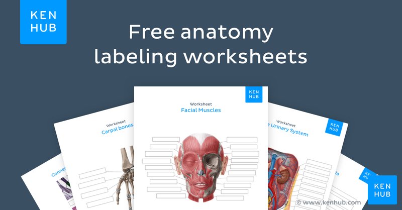 anatomy and physiology printable worksheet