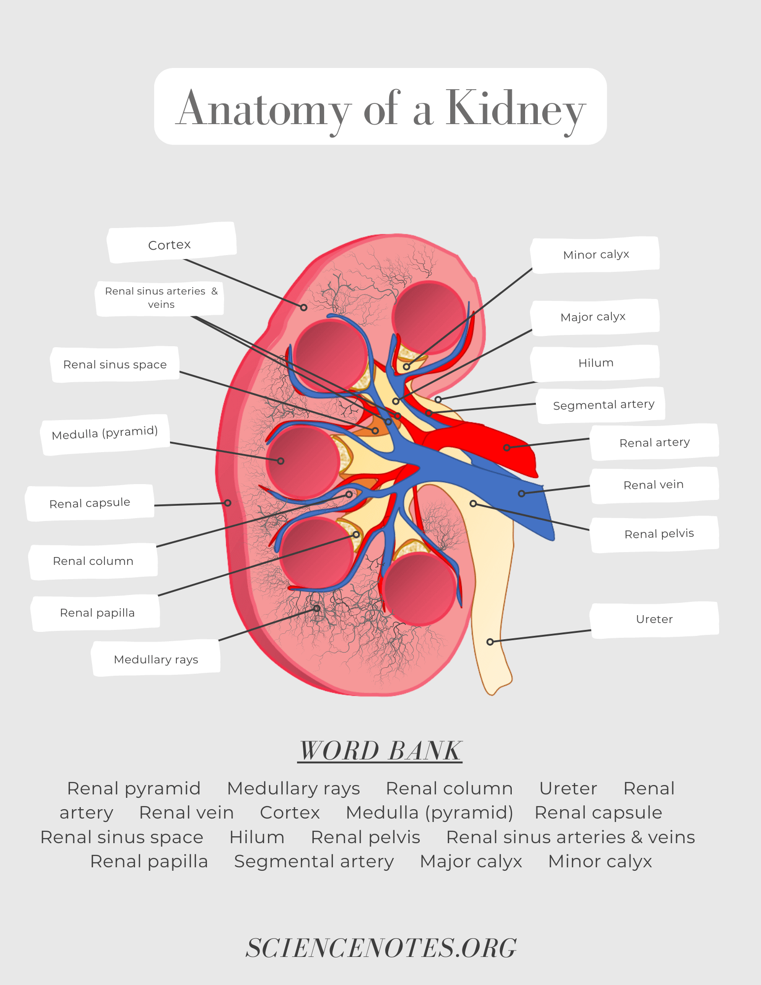 anatomy and physiology printable worksheet