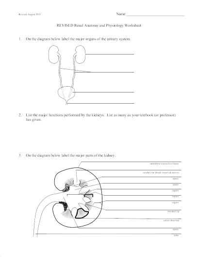 anatomy and physiology worksheet