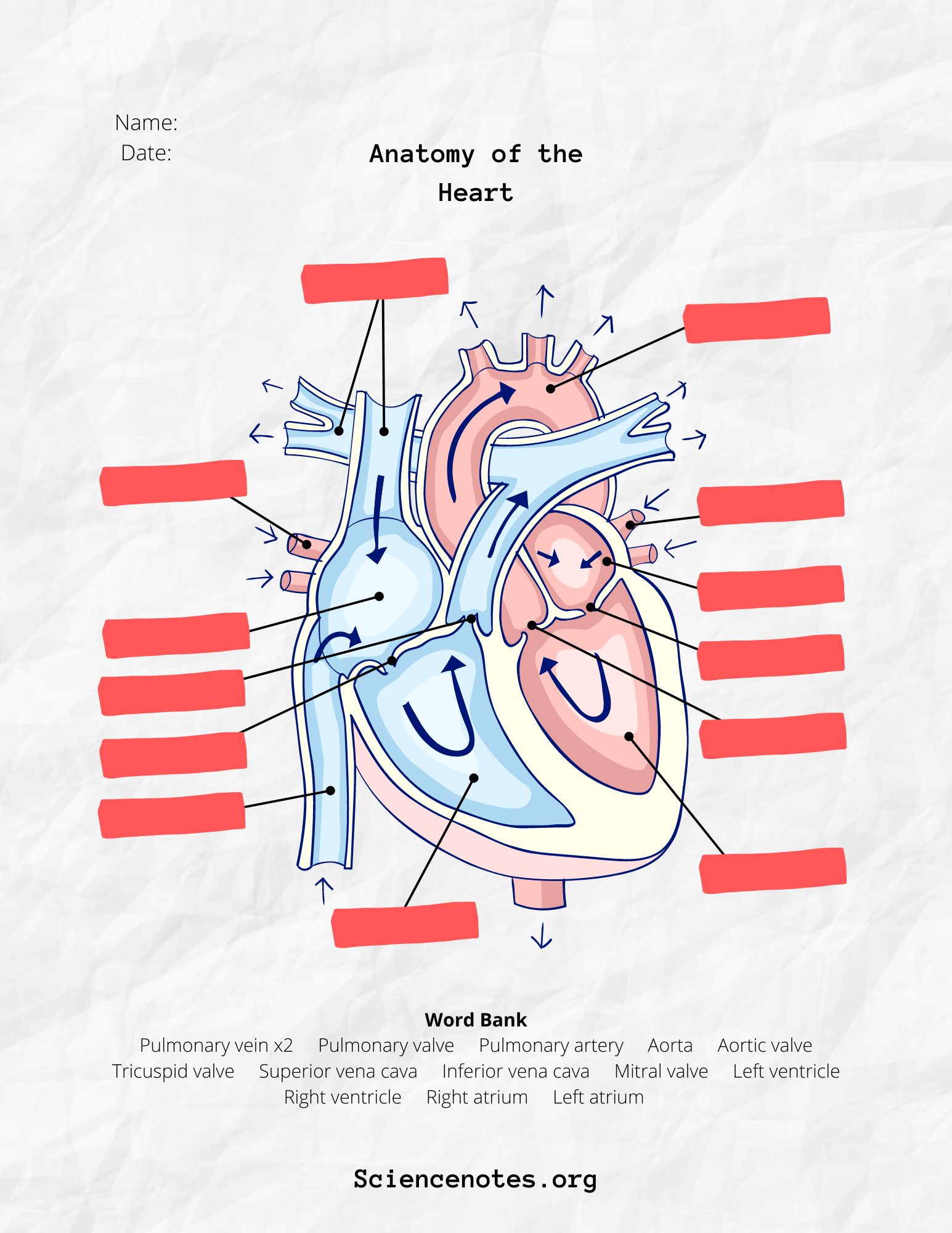 Human Anatomy Worksheets and Study Guides