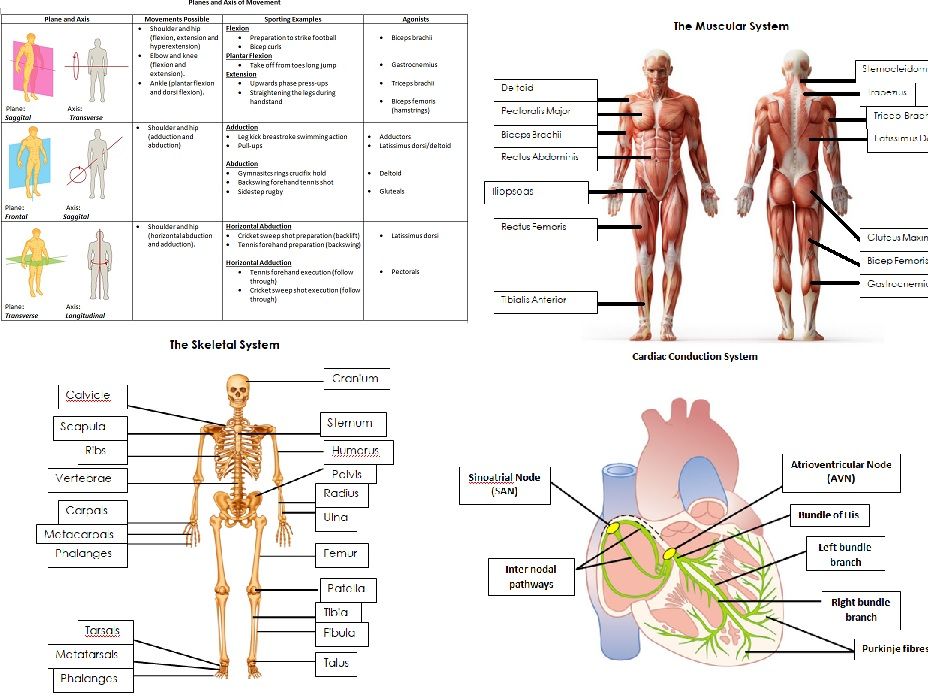 anatomy and physiology worksheet