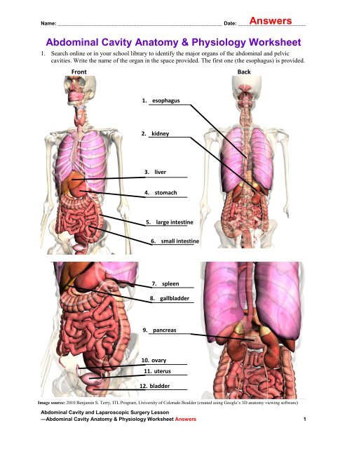 anatomy and physiology worksheet