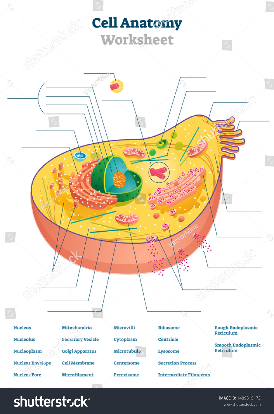 Cell Anatomy Worksheet Vector Illustration Educational Stock ...