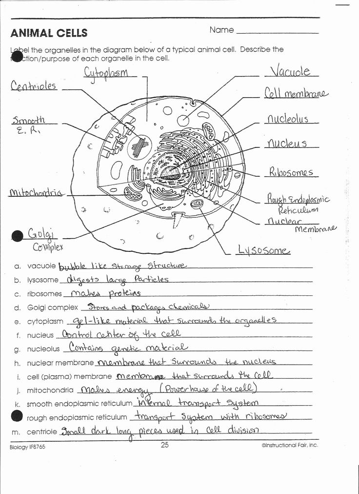 Animal Cell Worksheet Answers Inspirational Worksheet Cell ...