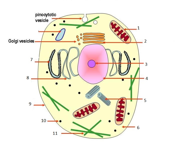 Zane Philmon Cell Anatomy Worksheet 1 docx Cell Anatomy 