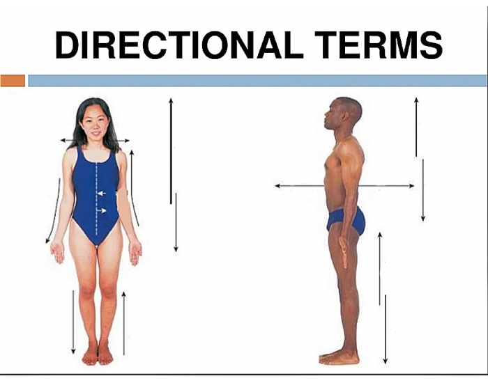 Anatomy Directional Terms Quiz