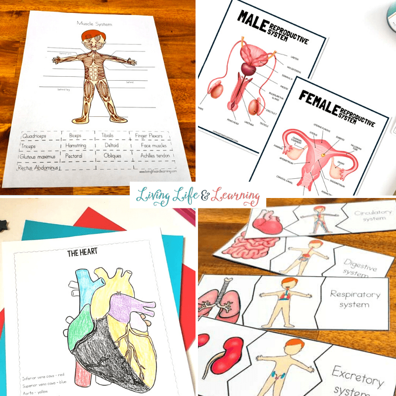 anatomy for kids worksheet