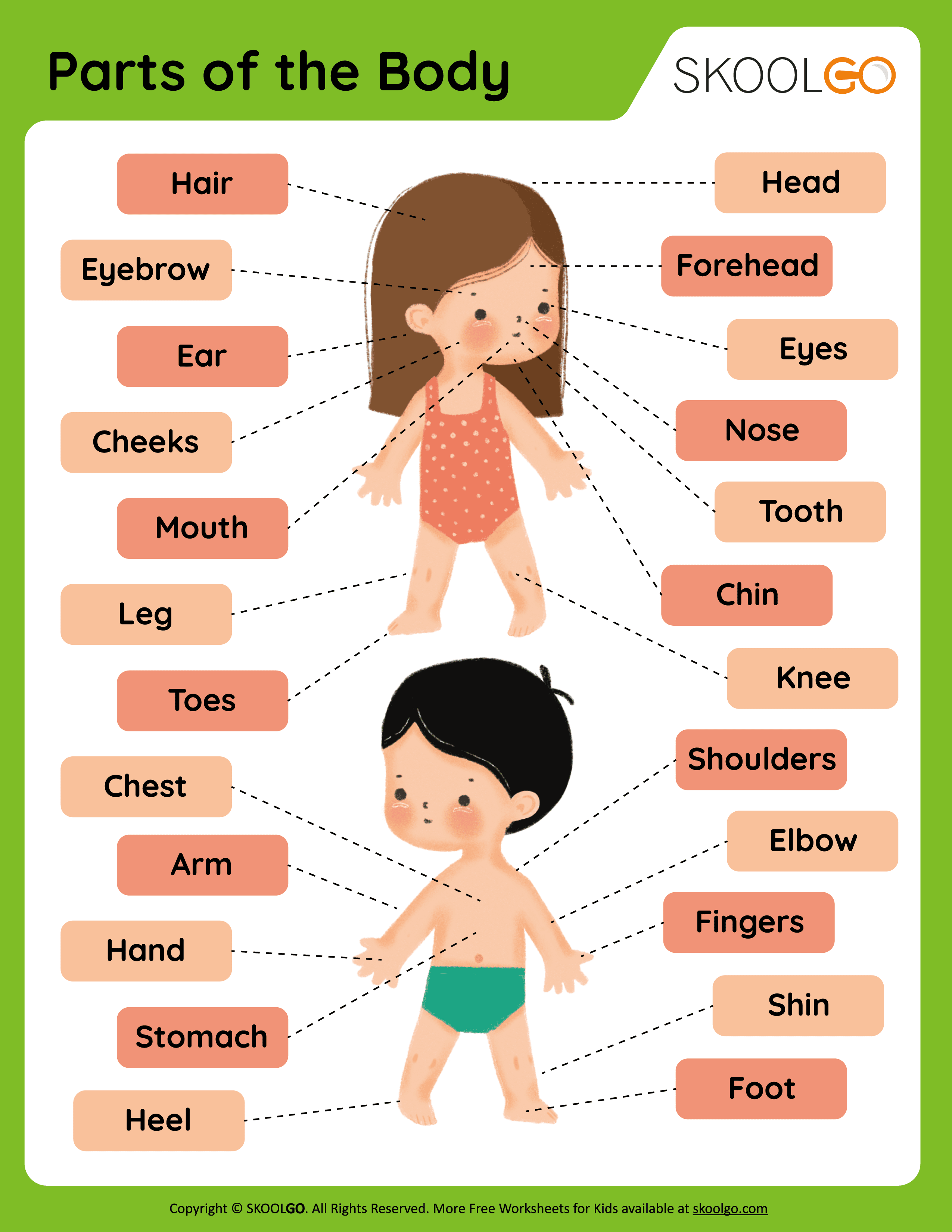 anatomy for kids worksheet
