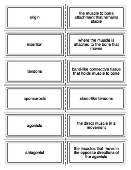 Muscles of the Body Vocabulary Flash Cards for Anatomy
