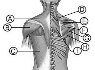 Muscle Flashcards
