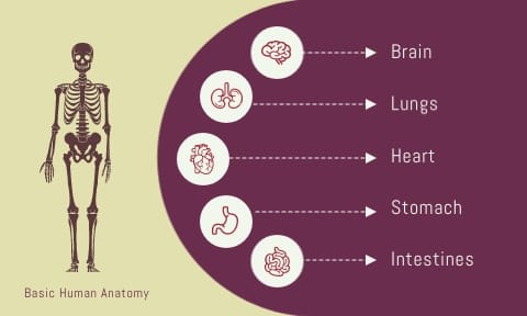 Anatomy Flashcard Template | Visme