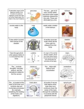 Body Systems Flash Cards by Cyndee Crawford | TPT