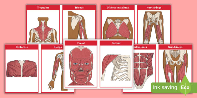 Muscle Flashcards Printable | Twinkl Biology Resource