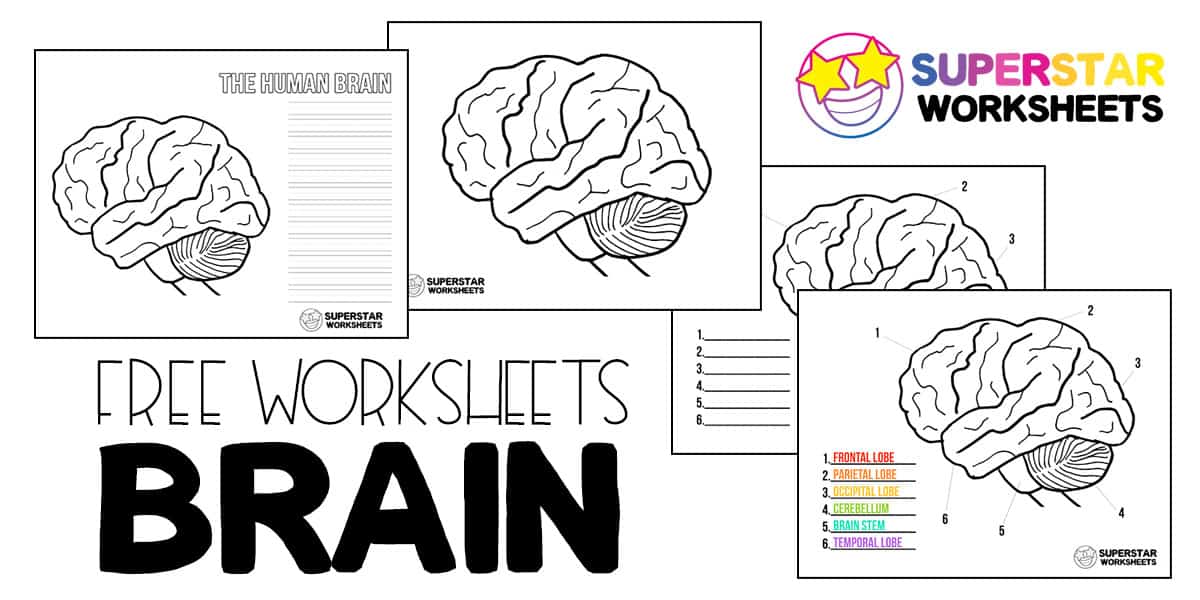 anatomy of the brain worksheet