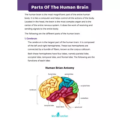 anatomy of the brain worksheet