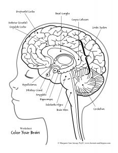 anatomy of the brain worksheet