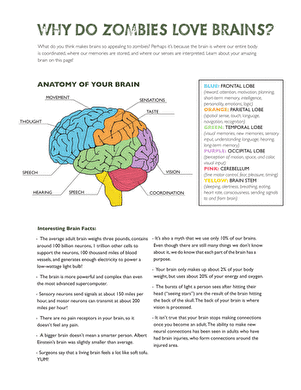 anatomy of the brain worksheet
