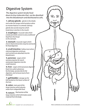 anatomy of the digestive system worksheet