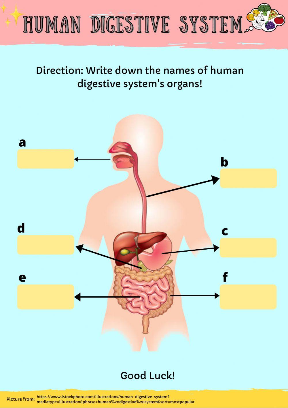 anatomy of the digestive system worksheet