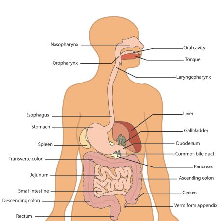 anatomy of the digestive system worksheet