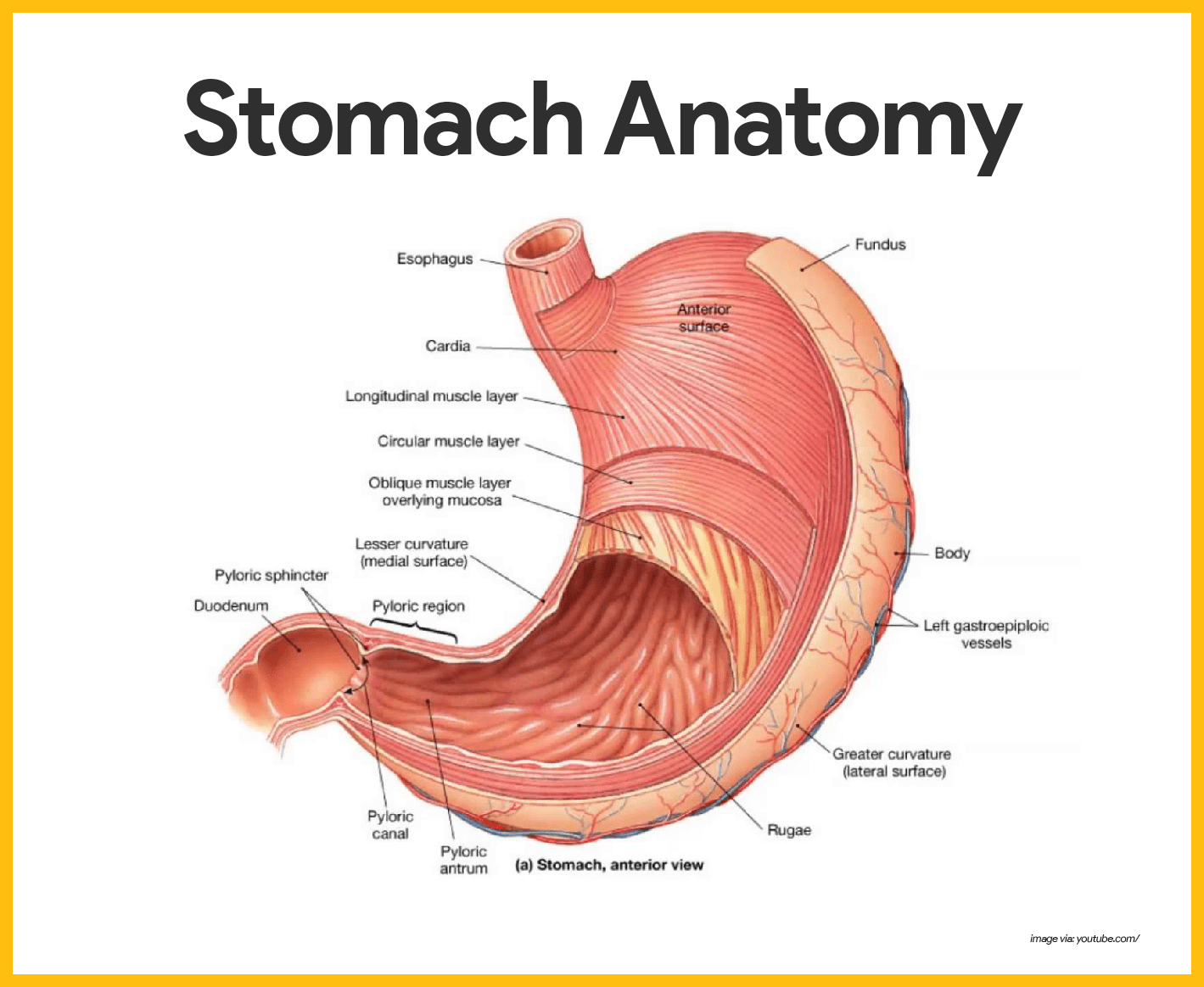 anatomy of the digestive system worksheet