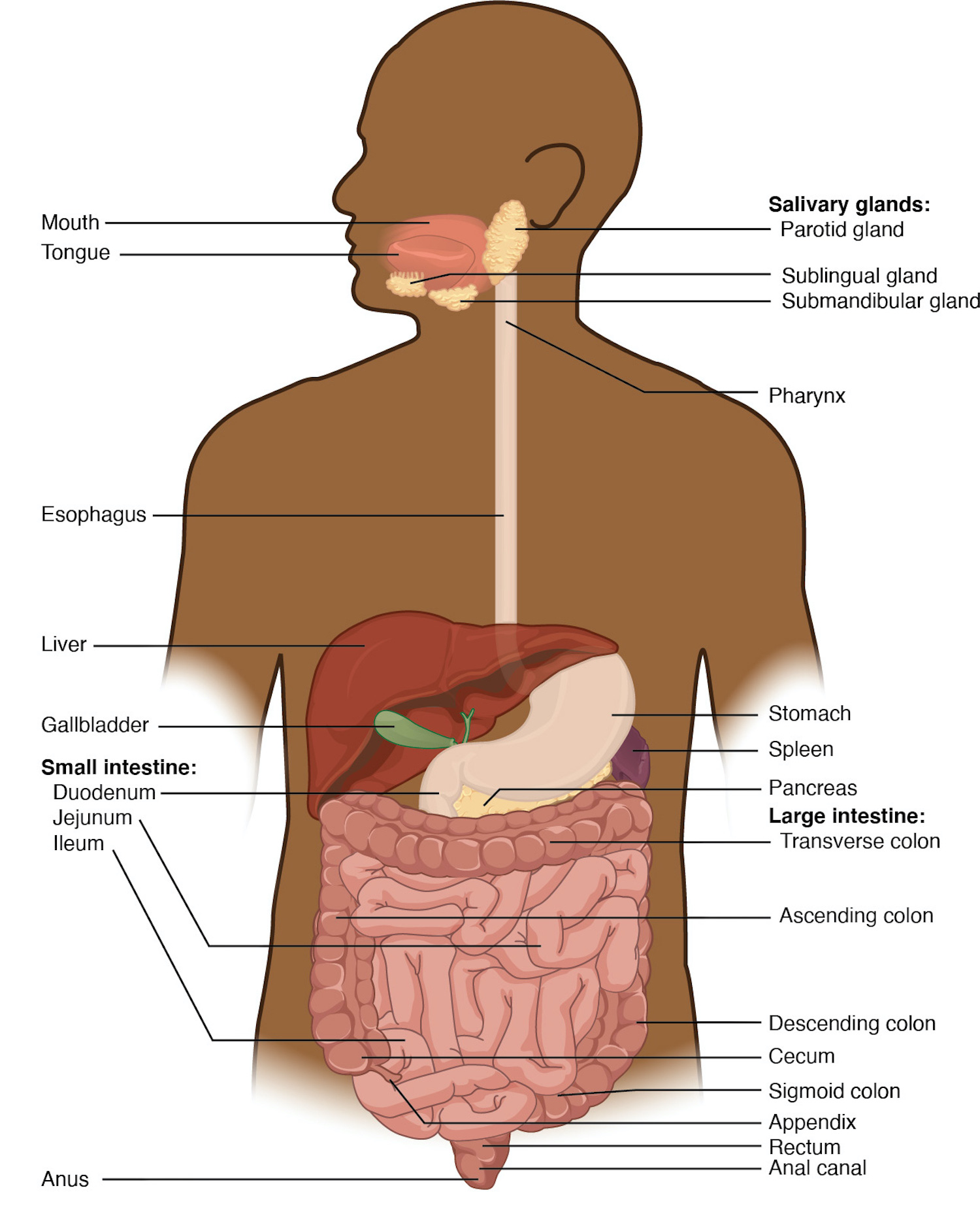 Chapter 23 The Digestive System - Anatomy and Physiology ...