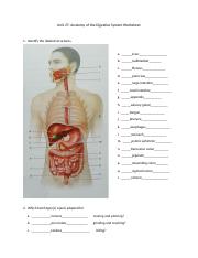 anatomy of the digestive system worksheet