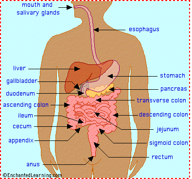 anatomy of the digestive system worksheet