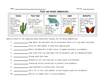 animal adaptation worksheet